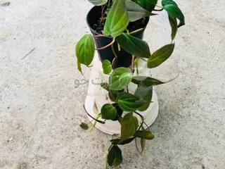 پتوس میکانژ