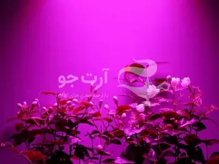 لامپ رشد گیاه رامین نور 18 ماه ضمانت