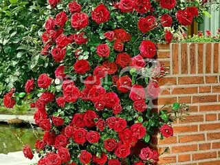 خدمات باغبانی هرس کاری بیل زنی باغچه گل کاری چمن