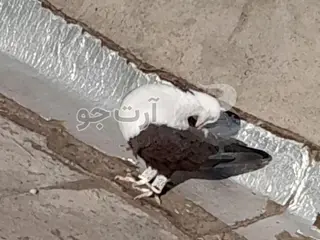 کفتر و کبوتر