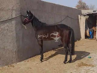 مادیون دوخون 7سال دست پا سالم