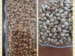 پسته فندقی معمولی